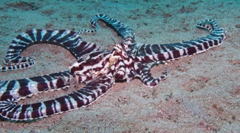 Mimic Octropus